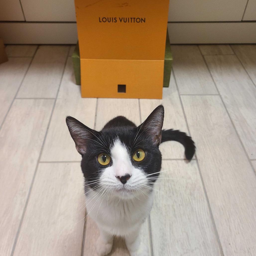 Louis Vuitton, a Adoptable Domestic Short Hair in Howard beach, NY image 4/6