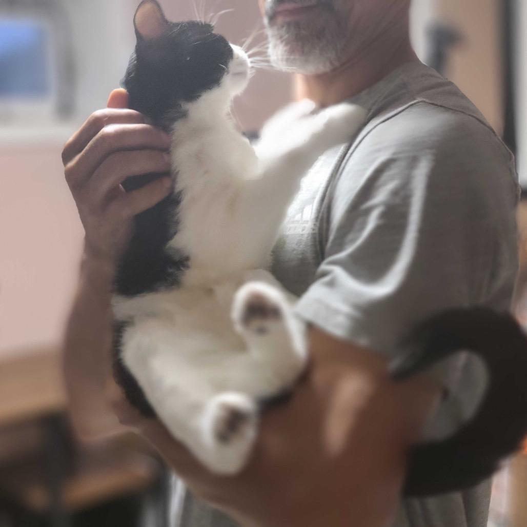 Louis Vuitton, a Adoptable Domestic Short Hair in Howard beach, NY image 5/6