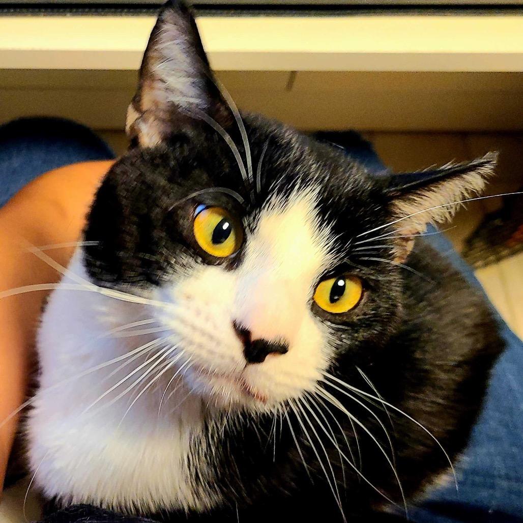Louis Vuitton, a Adoptable Domestic Short Hair in Howard beach, NY image 6/6