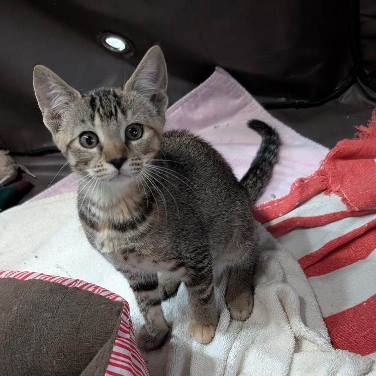 Butterfly, ADOPTABLE, Kitten Male Domestic Short Hair.