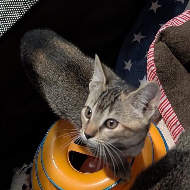 Enlarge Butterfly, a ADOPTABLE Domestic Short Hair in Reisterstown, MD image 3/3