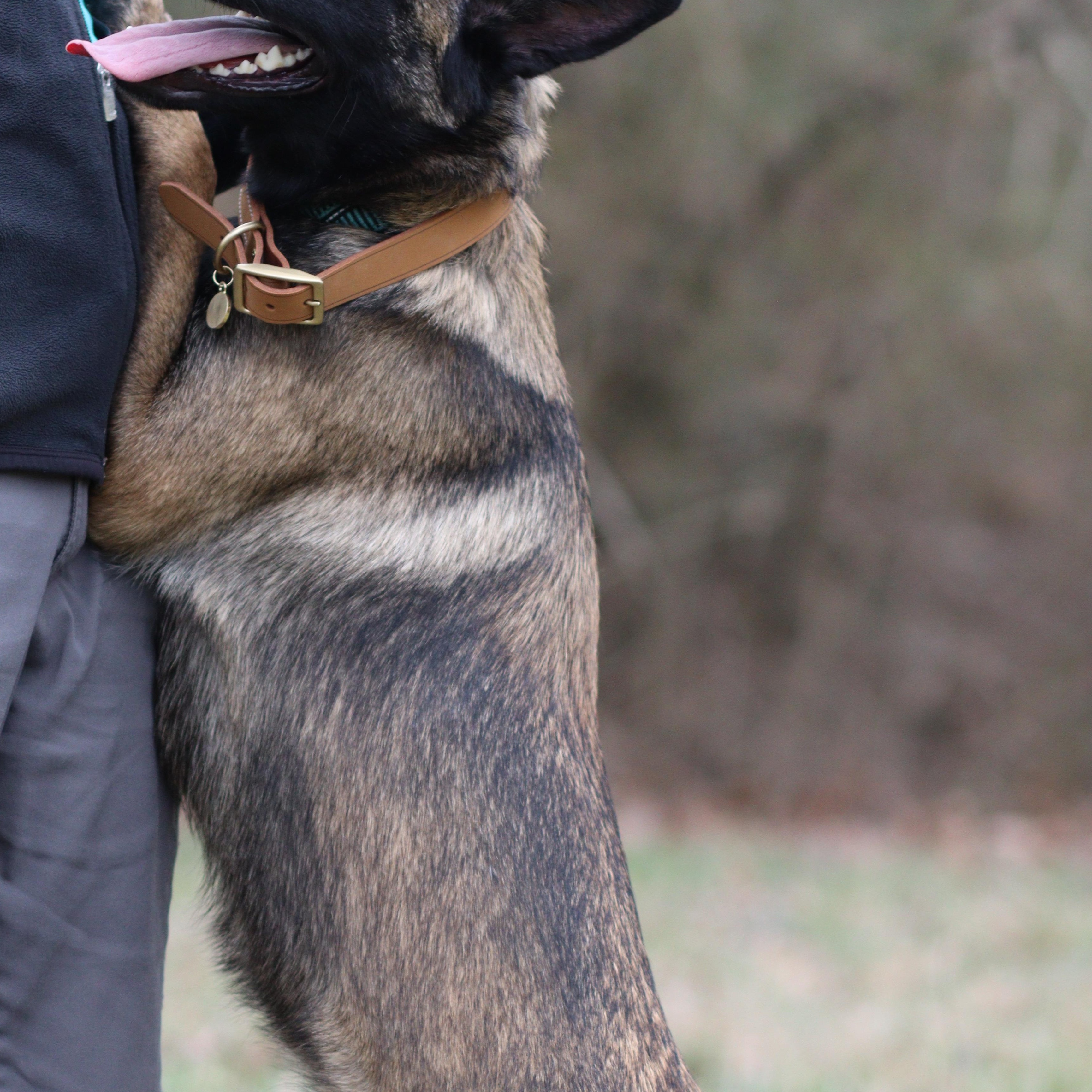 Enlarge Blu, an adoptable Belgian Shepherd / Malinois in Collierville, TN image 3/3