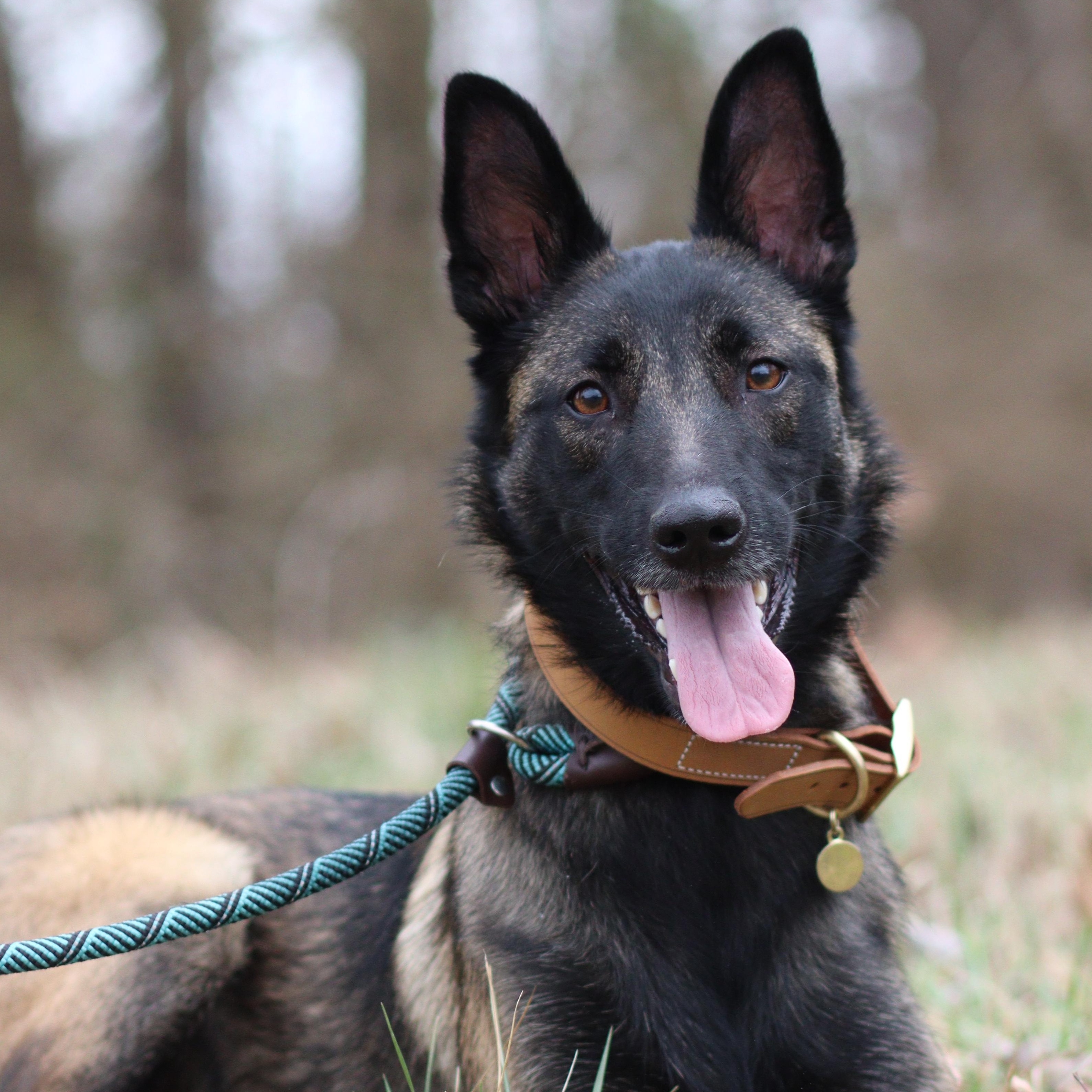 Enlarge Blu, an adoptable Belgian Shepherd / Malinois in Collierville, TN image 2/3