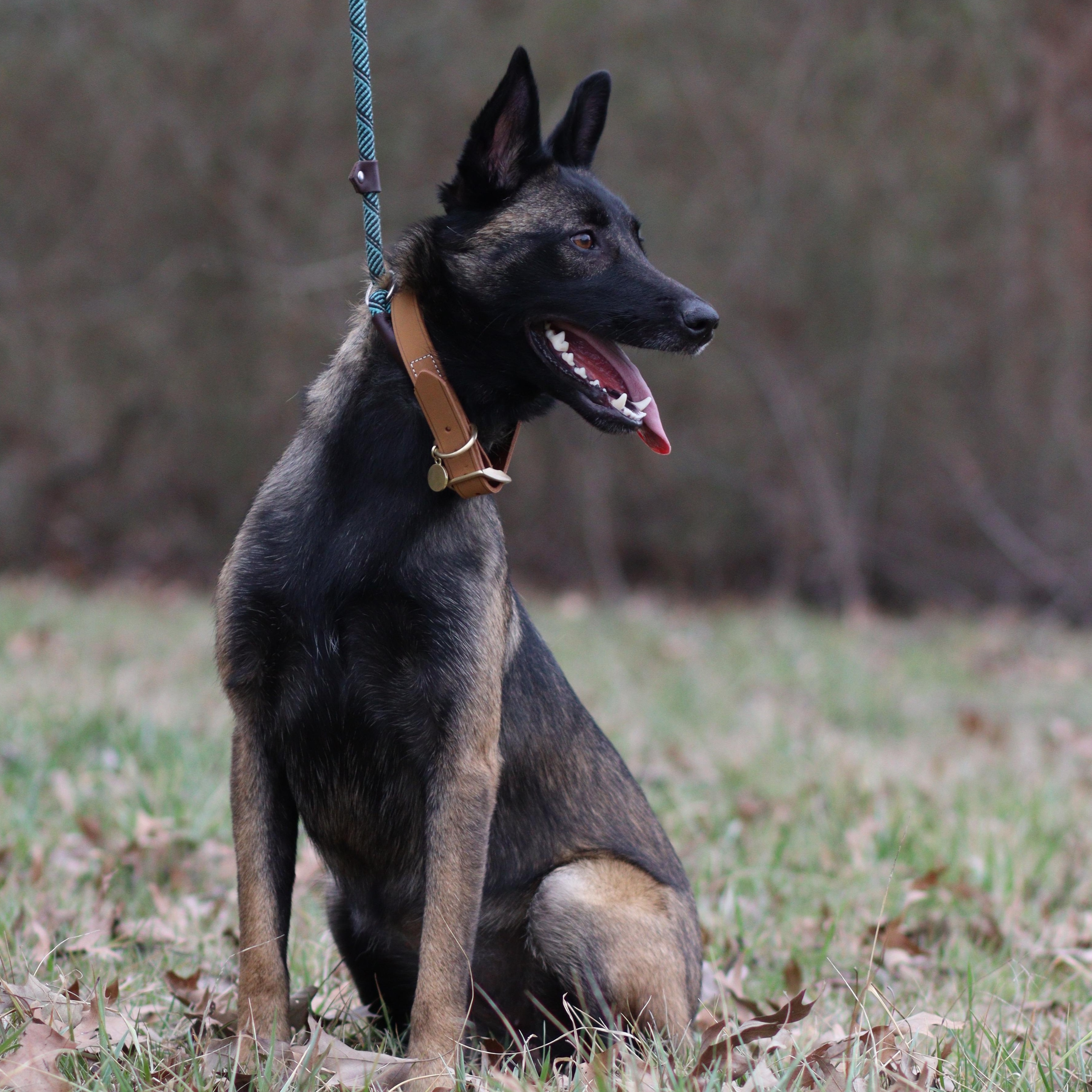 Enlarge Blu, an adoptable Belgian Shepherd / Malinois in Collierville, TN image 1/3