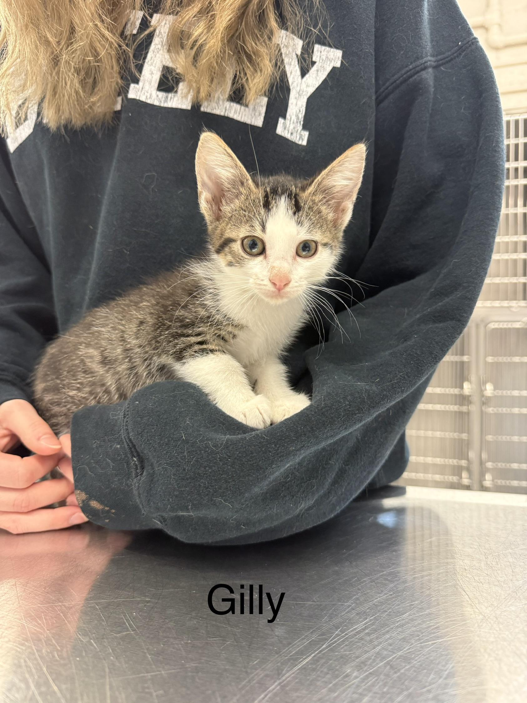 Enlarge Gilly, a Adoptable Domestic Short Hair in Grand Rapids, MI image 1/1