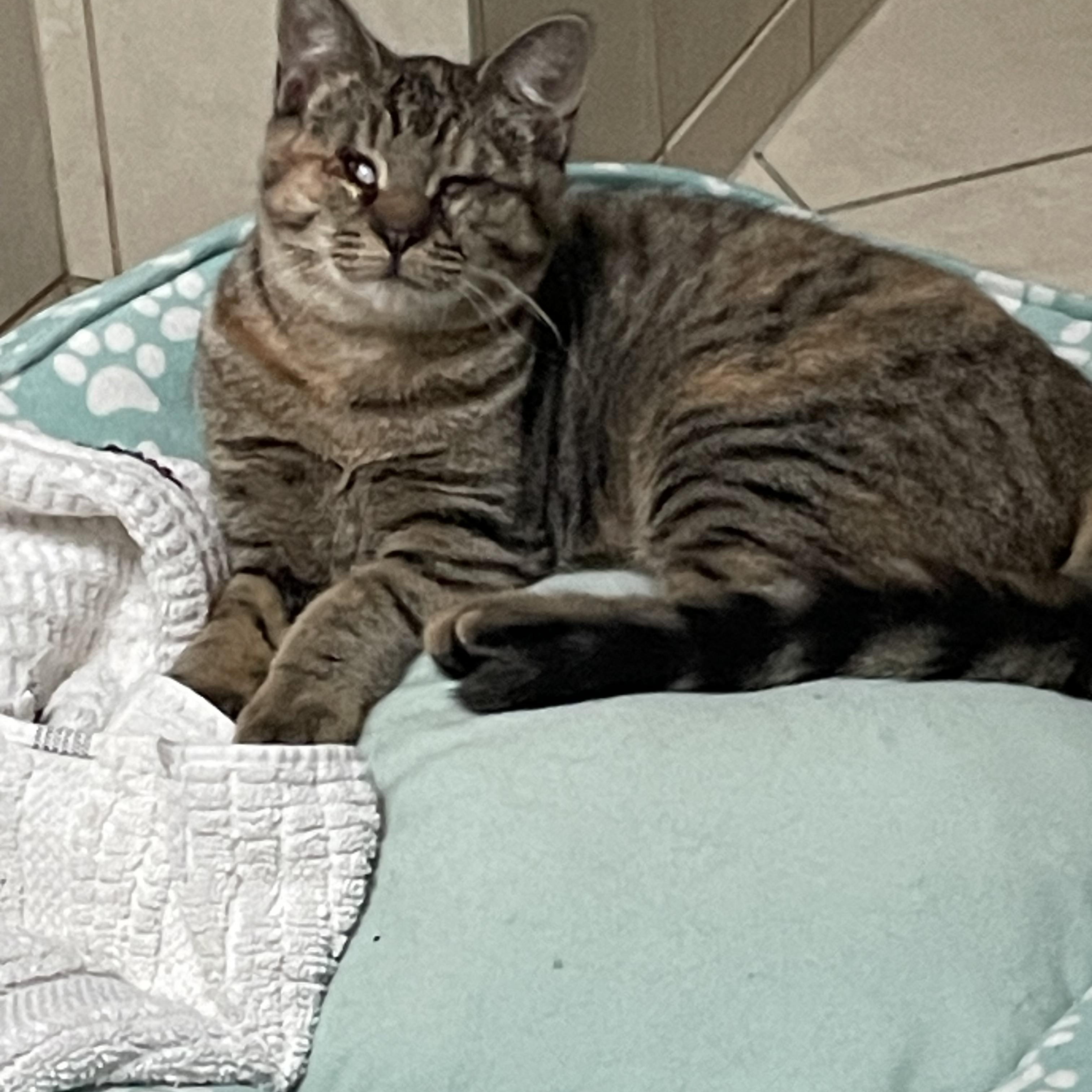 Sassy, ADOPTABLE, Young Female Domestic Short Hair.