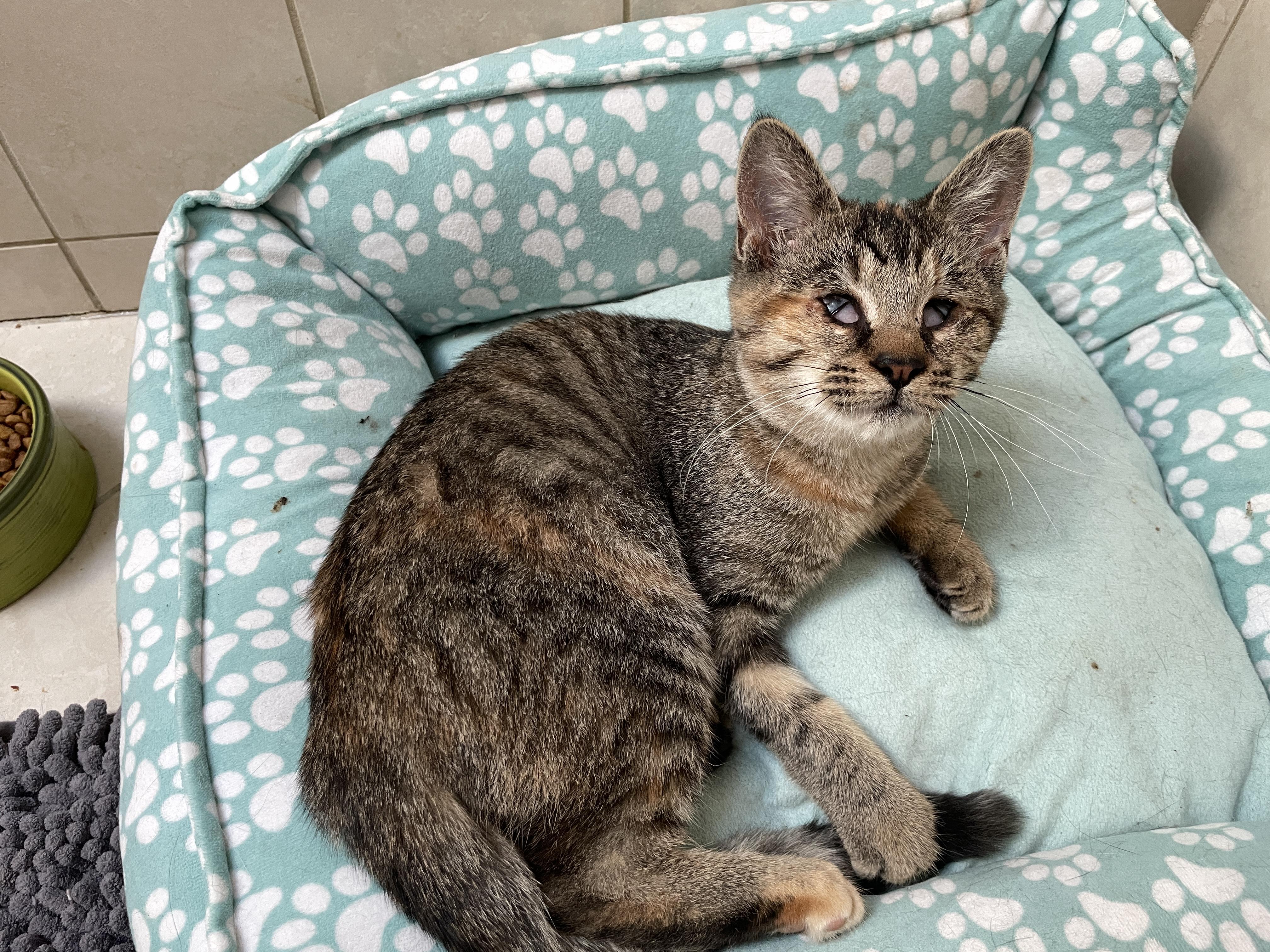 Enlarge Sassy, a ADOPTABLE Domestic Short Hair in Westfield, NJ image 2/4