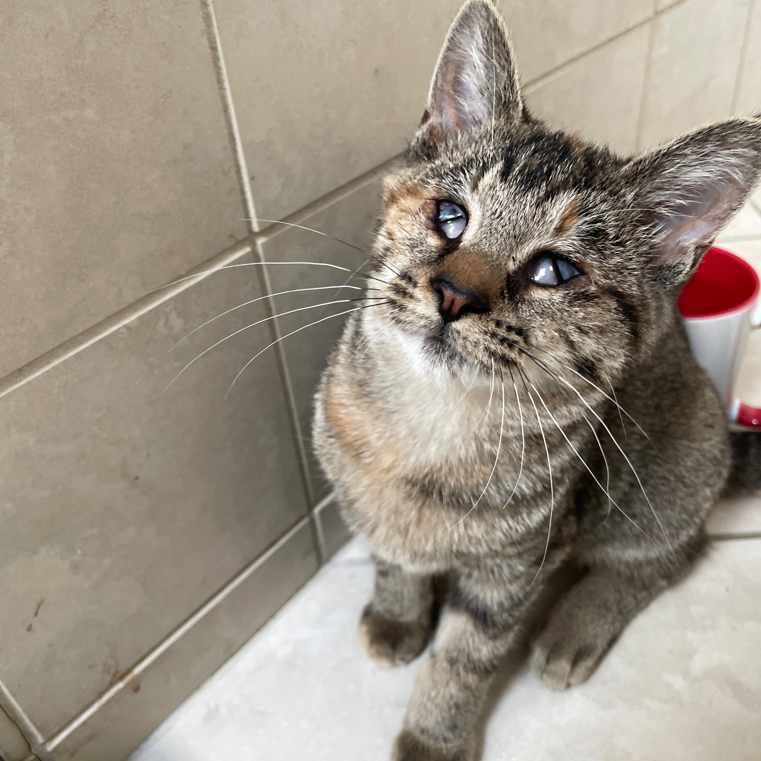 Enlarge Sassy, a ADOPTABLE Domestic Short Hair in Westfield, NJ image 4/4
