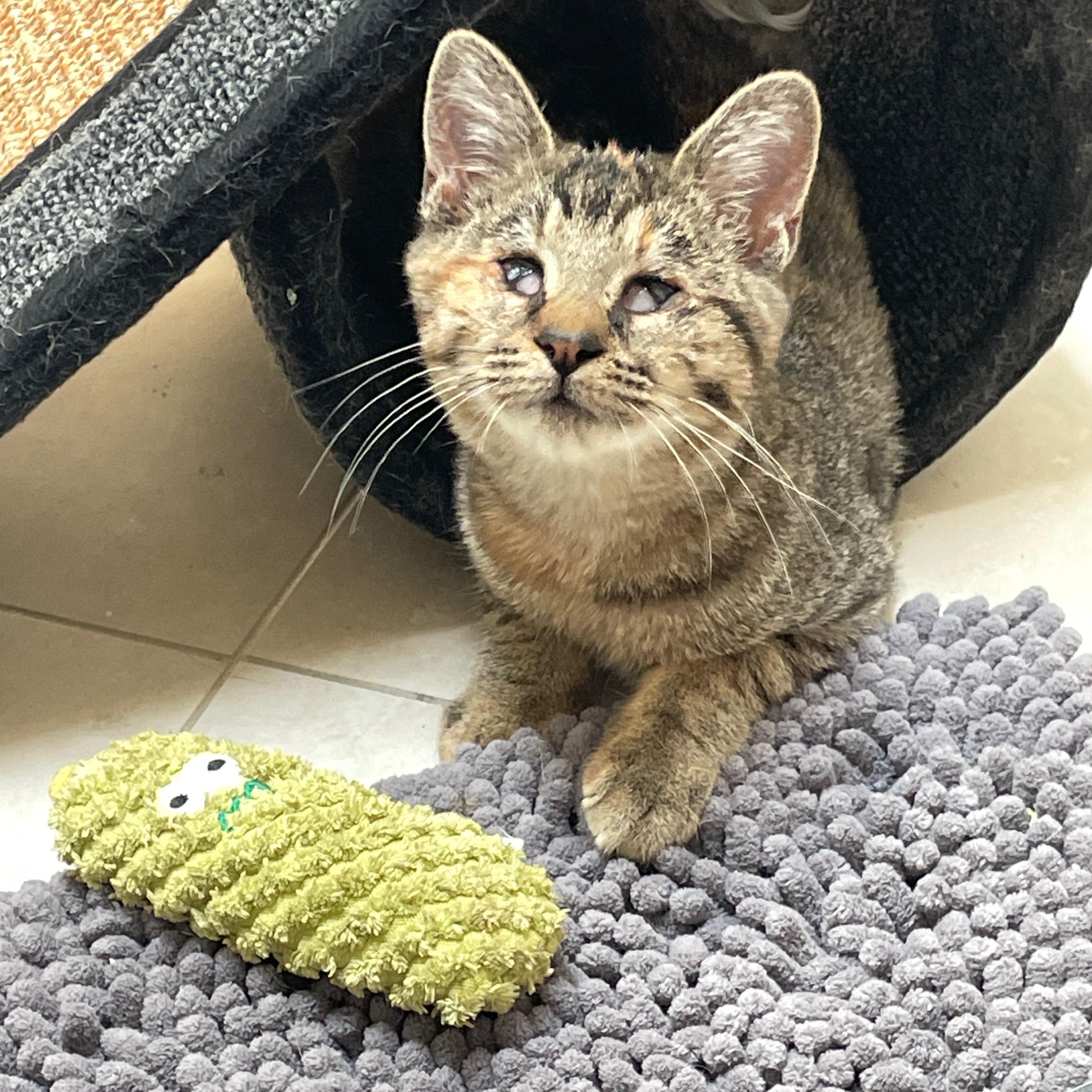 Enlarge Sassy, a ADOPTABLE Domestic Short Hair in Westfield, NJ image 3/4