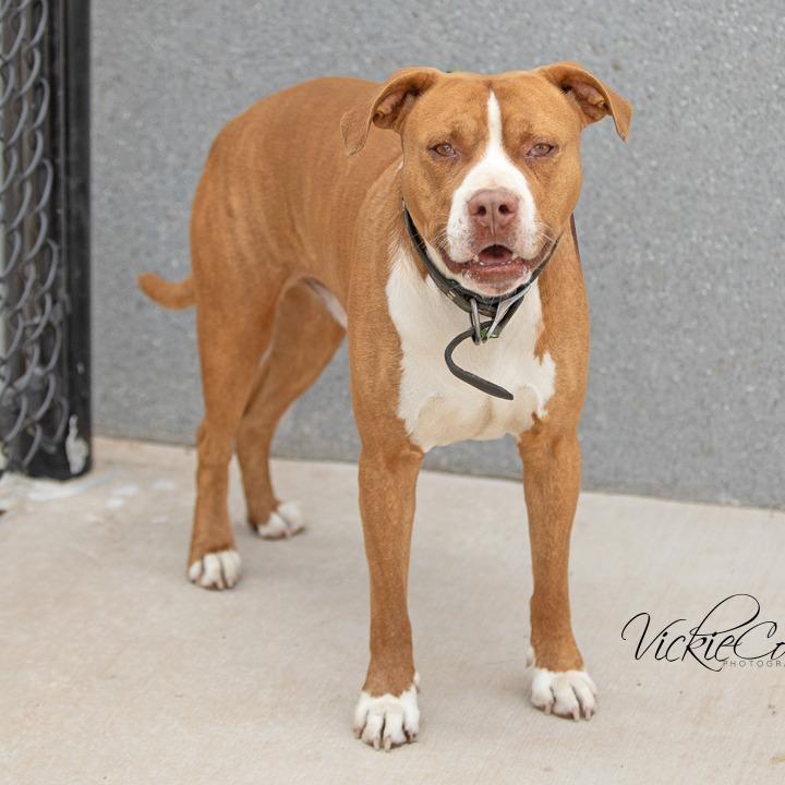 Adolpho, Adoptable, Adult Male Pit Bull Terrier.