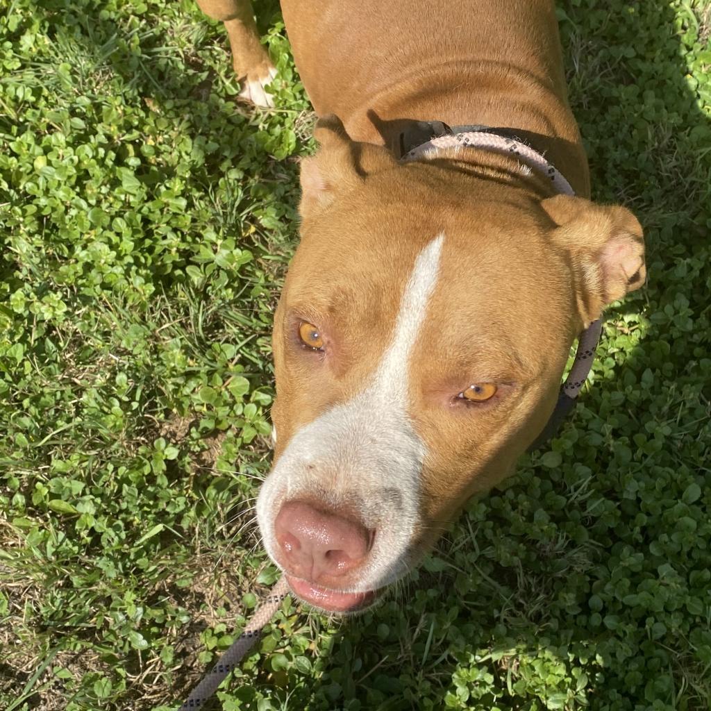 Enlarge Adolpho, a Adoptable mixed breed in Abilene, TX image 2/6