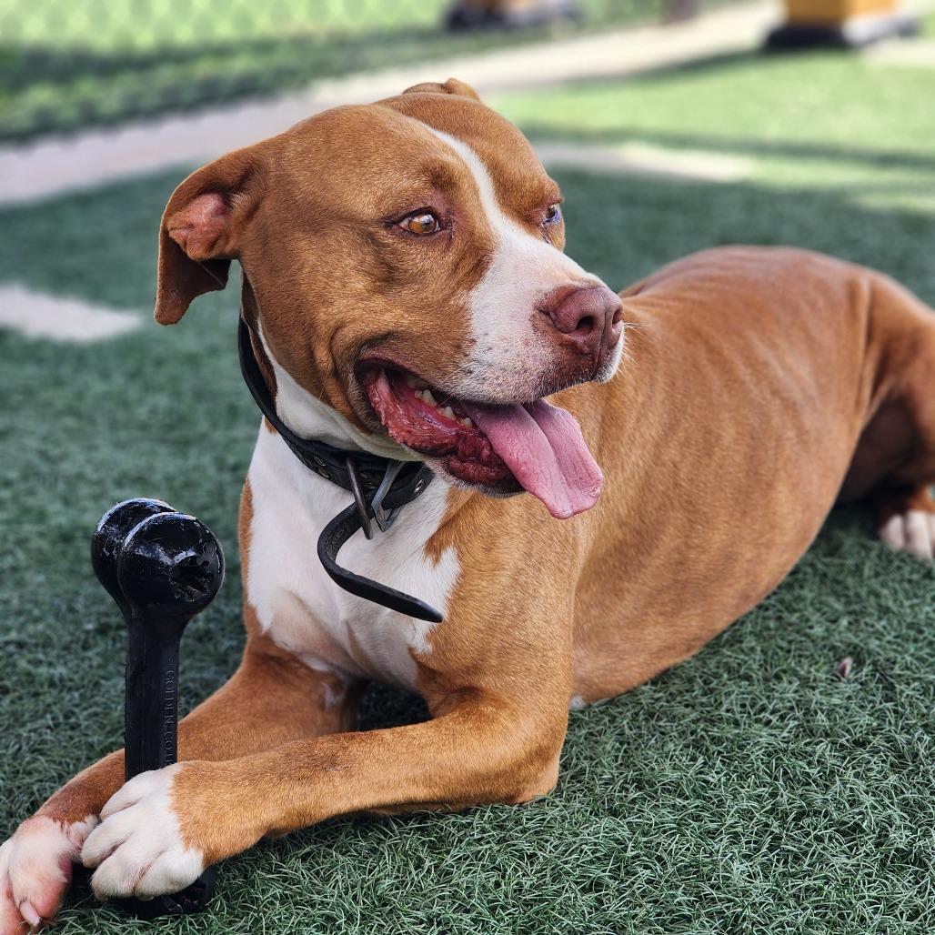Enlarge Adolpho, a Adoptable mixed breed in Abilene, TX image 3/6