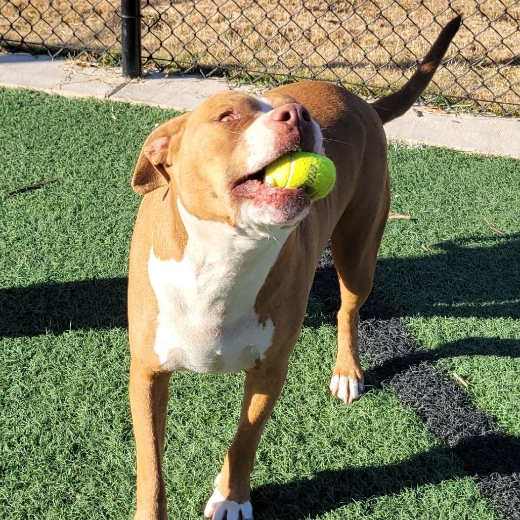 Enlarge Adolpho, a Adoptable mixed breed in Abilene, TX image 4/6