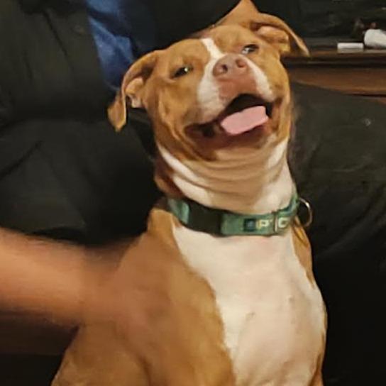 Enlarge Adolpho, a Adoptable mixed breed in Abilene, TX image 5/6