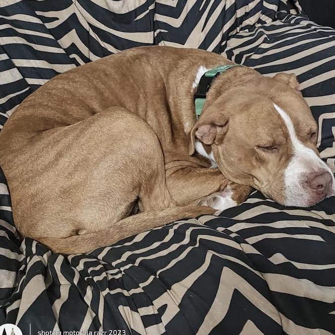 Enlarge Adolpho, a Adoptable mixed breed in Abilene, TX image 6/6