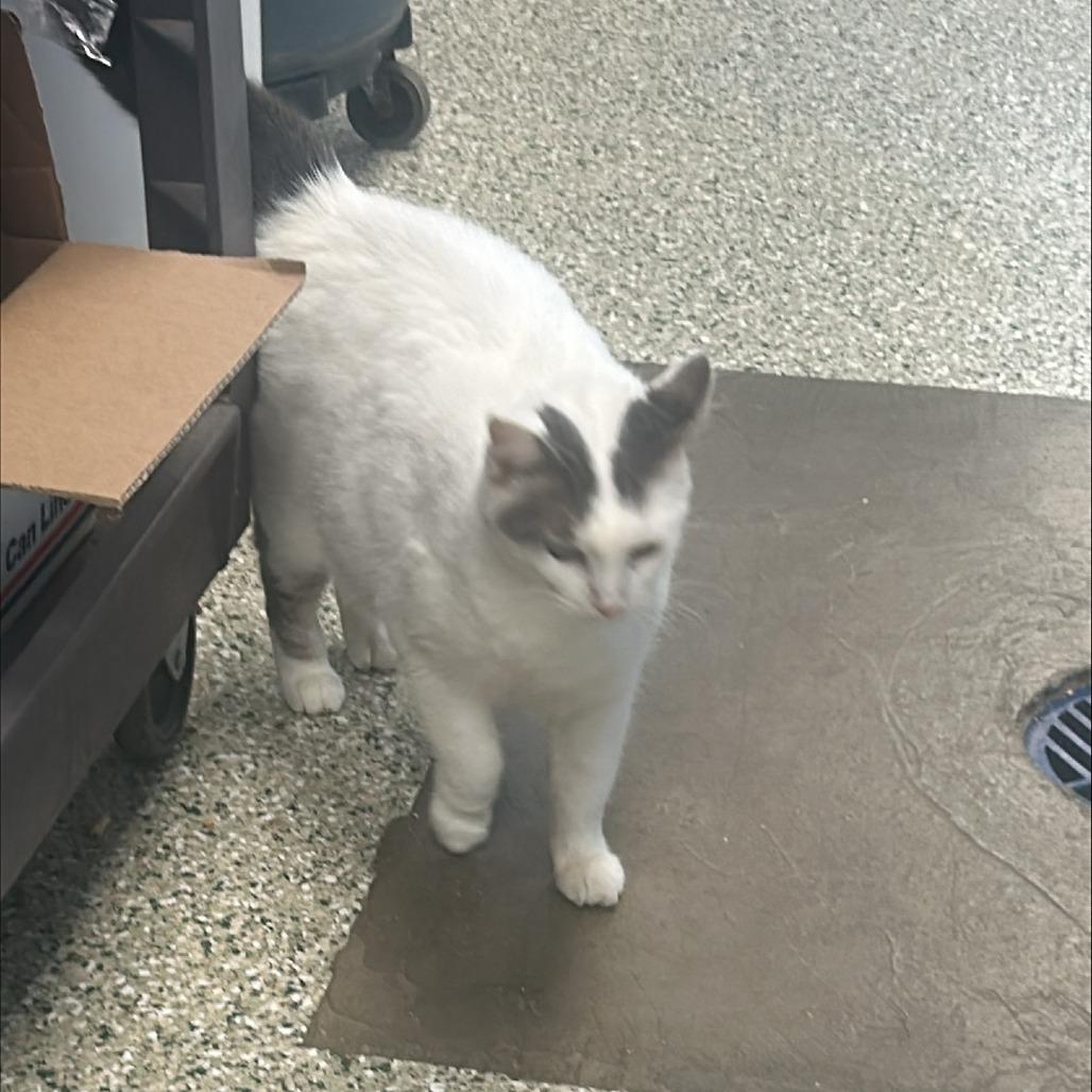 Lala, Adoptable, Senior Female Domestic Short Hair.