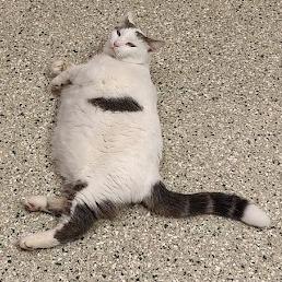 Enlarge Lala, a Adoptable Domestic Short Hair in Cedar Rapids, IA image 2/5