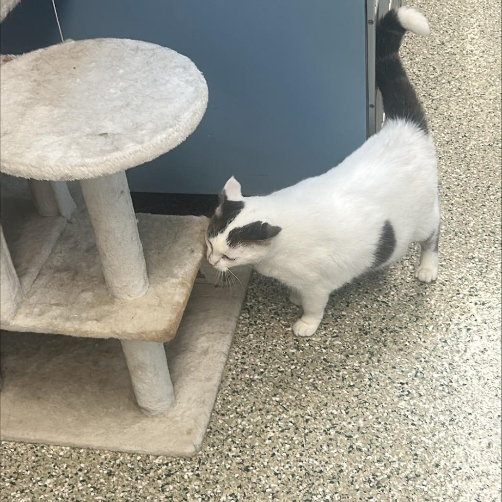 Enlarge Lala, a Adoptable Domestic Short Hair in Cedar Rapids, IA image 3/5