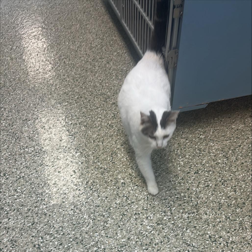 Enlarge Lala, a Adoptable Domestic Short Hair in Cedar Rapids, IA image 4/5
