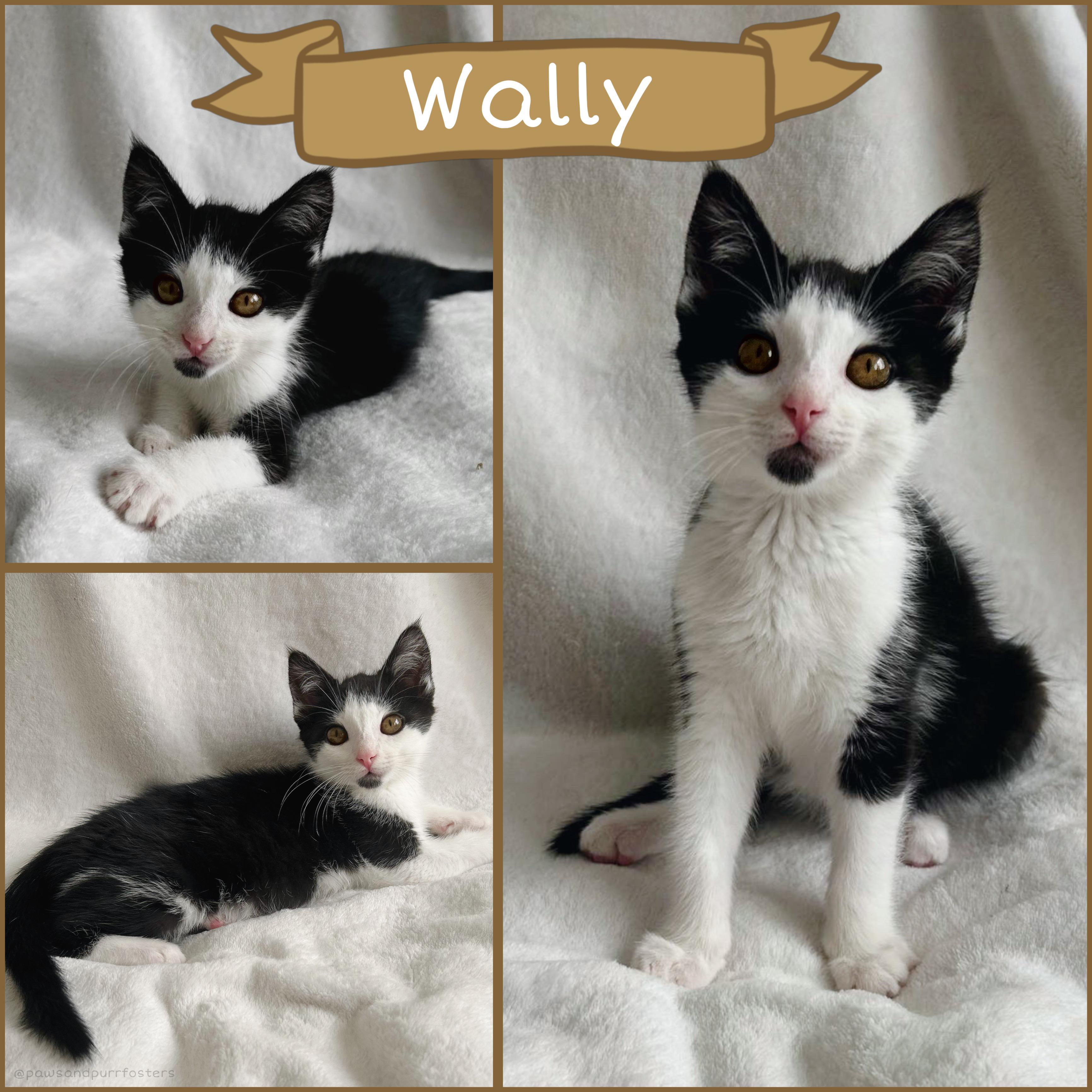 Wally, adopted, Kitten Male Tuxedo.