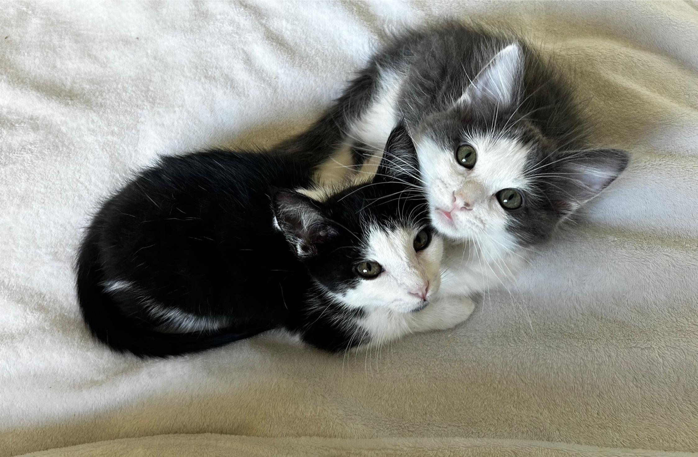 Wally, an adopted Tuxedo in Oakley, CA image 2/3