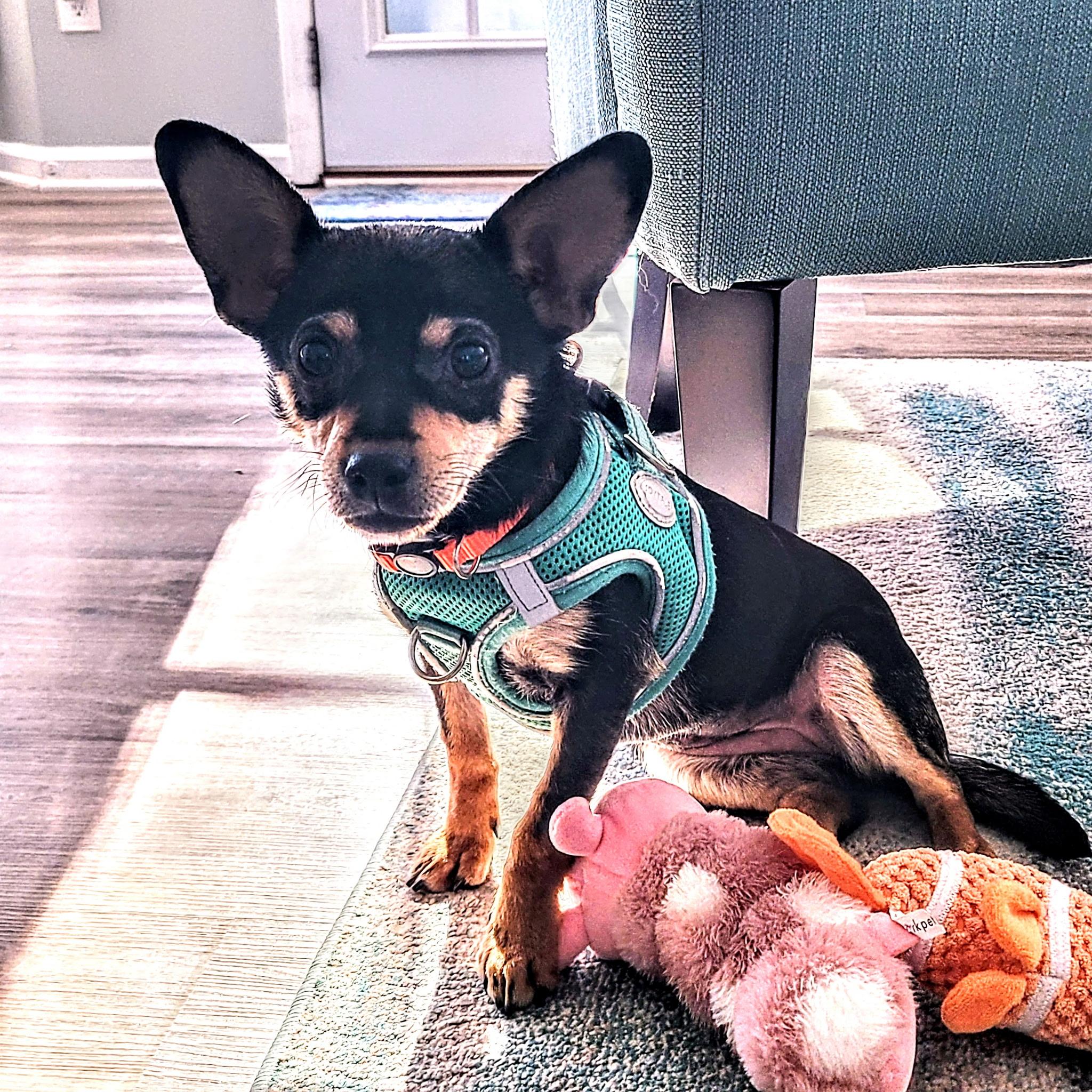 Tebow, adopted, Young Female Chihuahua.