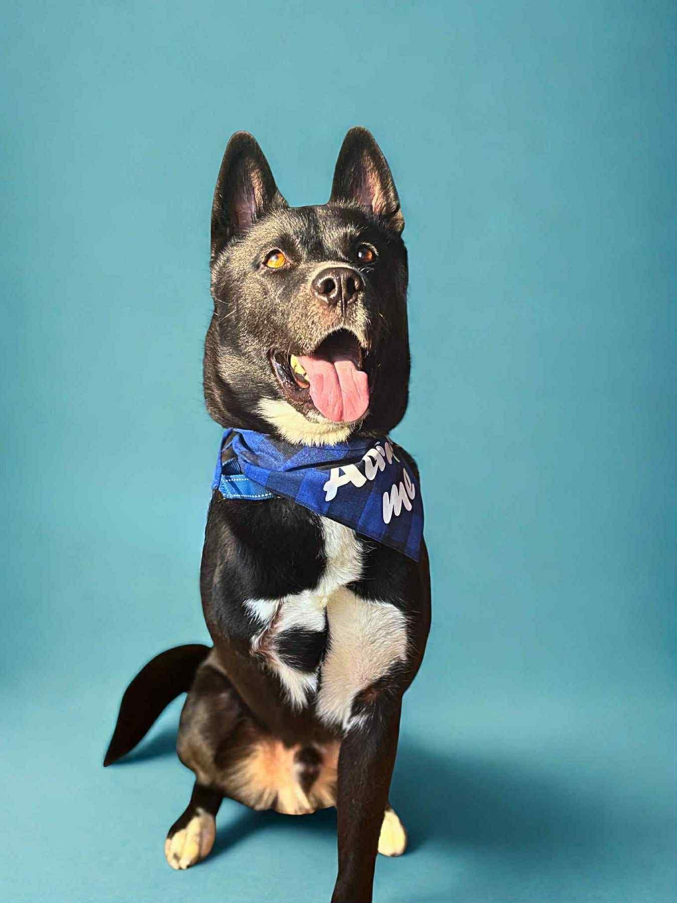 Simon, a Adoptable mixed breed in Tucson, AZ image 1/5