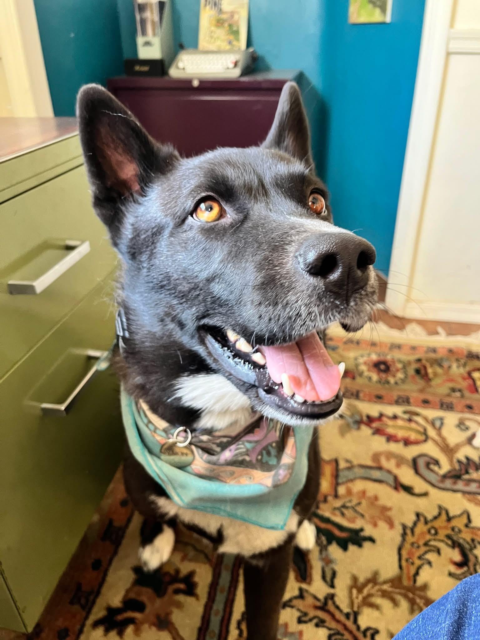 Simon, a Adoptable mixed breed in Tucson, AZ image 3/5