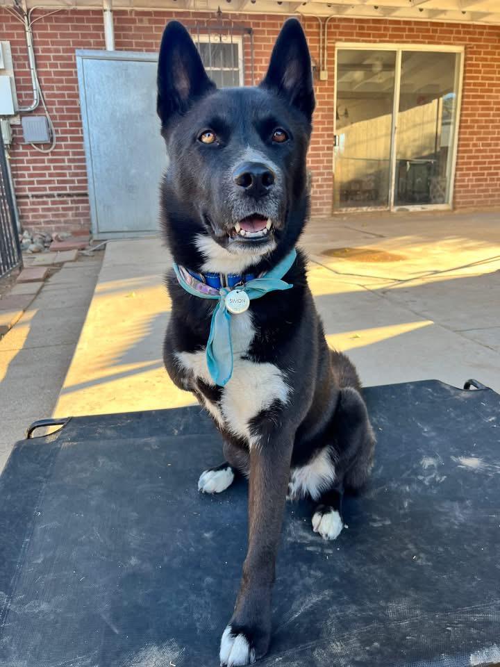 Simon, a Adoptable mixed breed in Tucson, AZ image 4/5