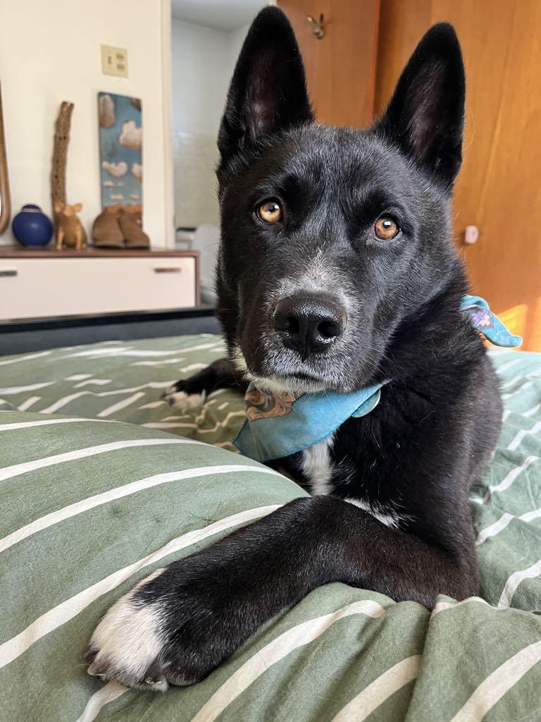 Simon, a Adoptable mixed breed in Tucson, AZ image 5/5