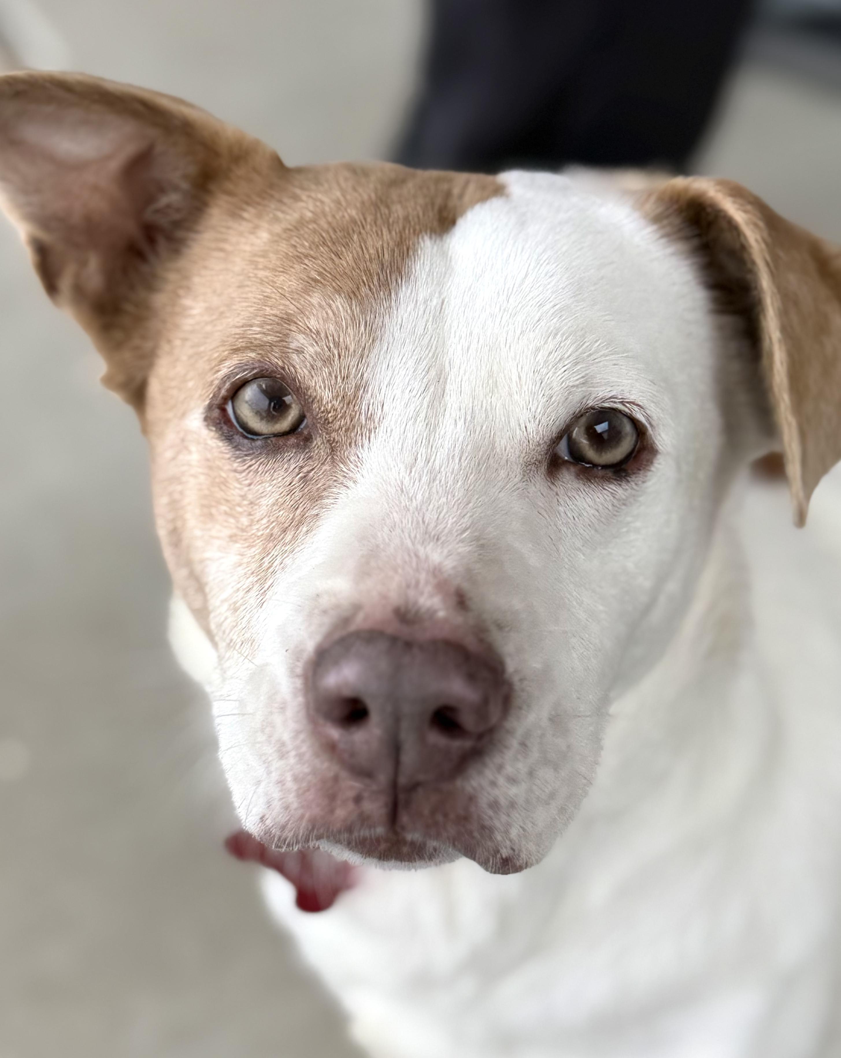 Lulu - IN FOSTER HOME - AVAILABLE TO ADOPT, Adoptable, Adult Female Beagle.