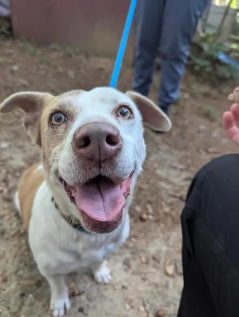 Enlarge Lulu - IN FOSTER HOME - AVAILABLE TO ADOPT, a Adoptable mixed breed in Clayton, NC image 4/6
