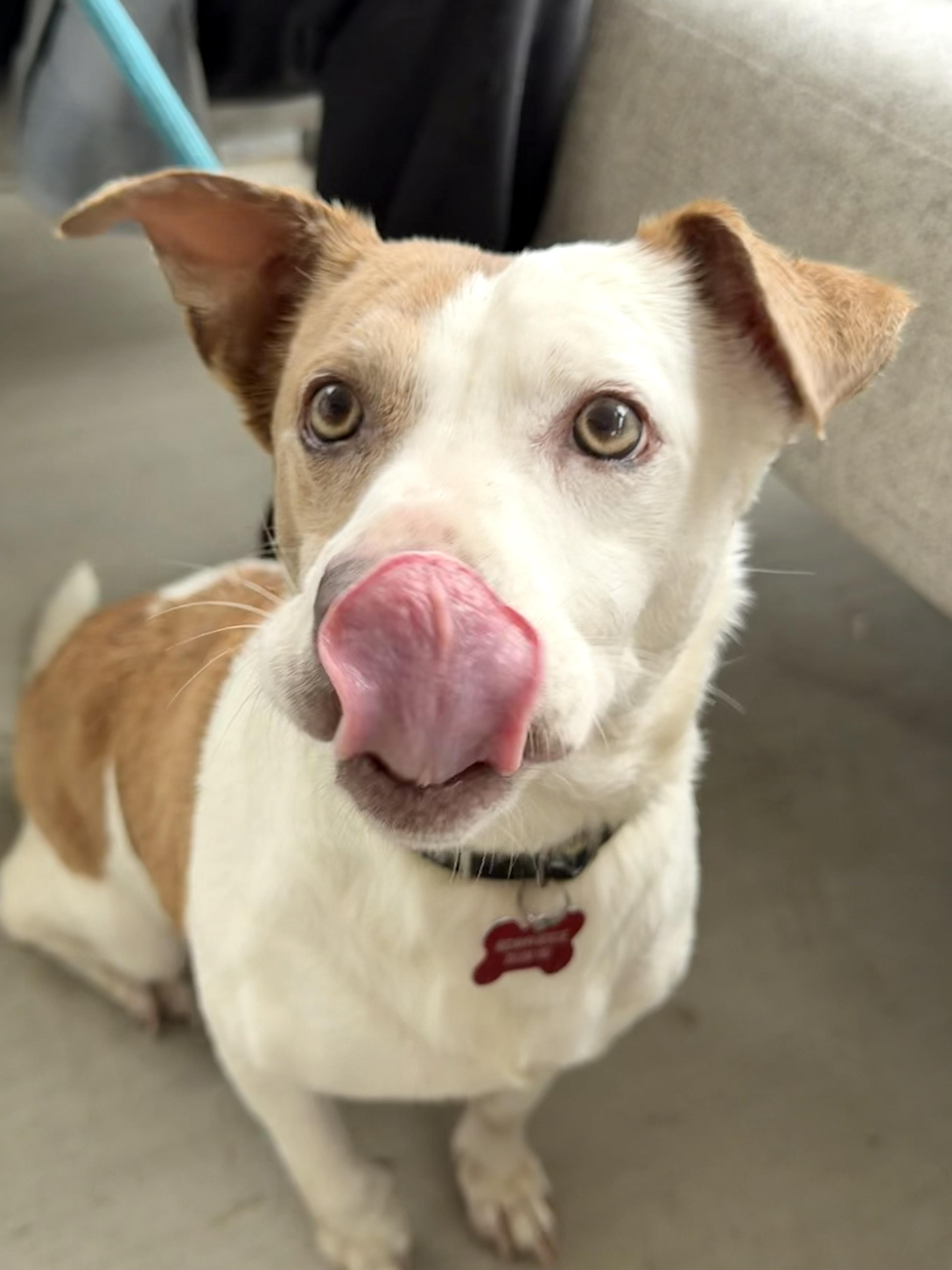 Enlarge Lulu - IN FOSTER HOME - AVAILABLE TO ADOPT, a Adoptable mixed breed in Clayton, NC image 2/6