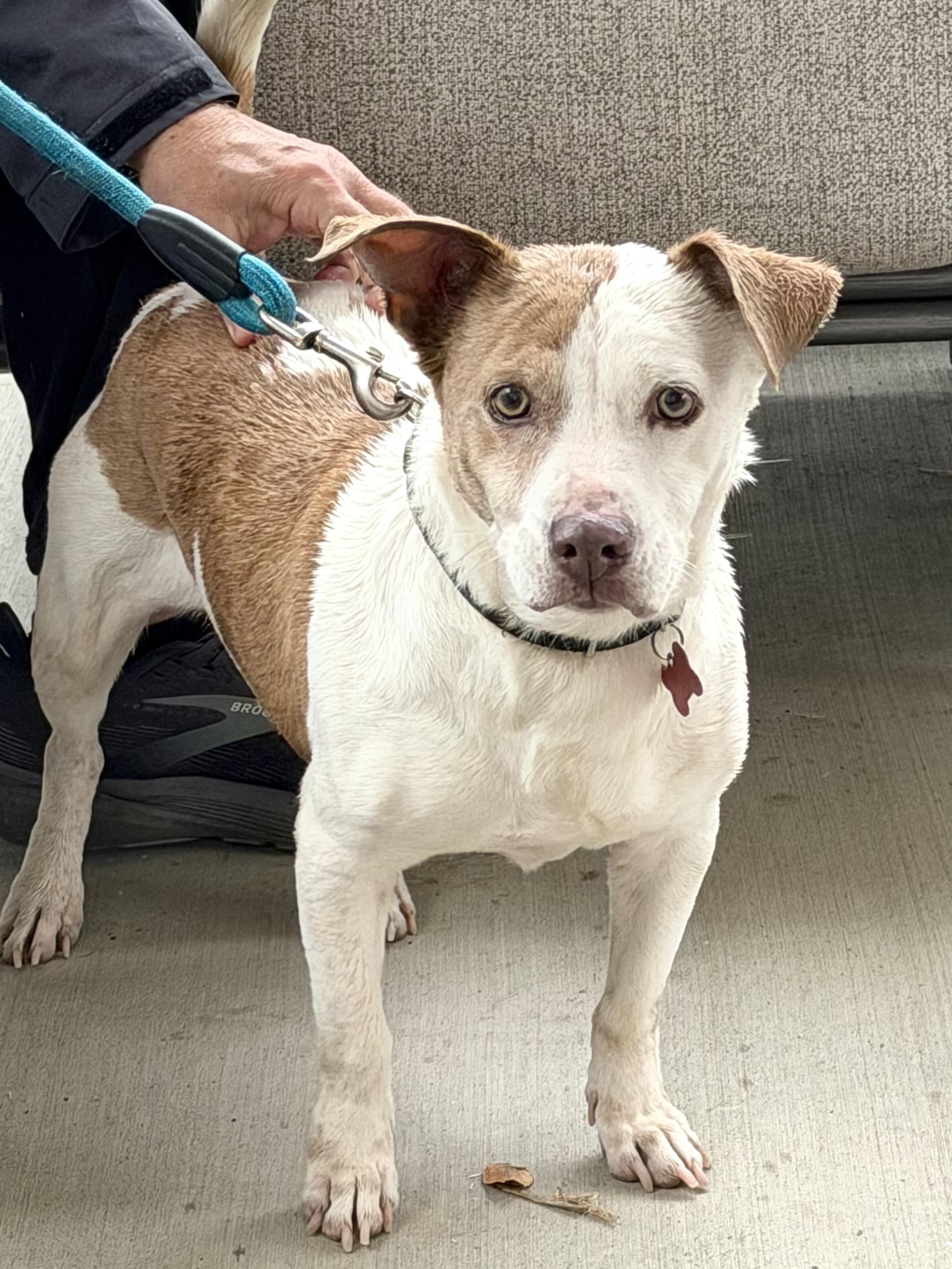 Enlarge Lulu - IN FOSTER HOME - AVAILABLE TO ADOPT, a Adoptable mixed breed in Clayton, NC image 3/6