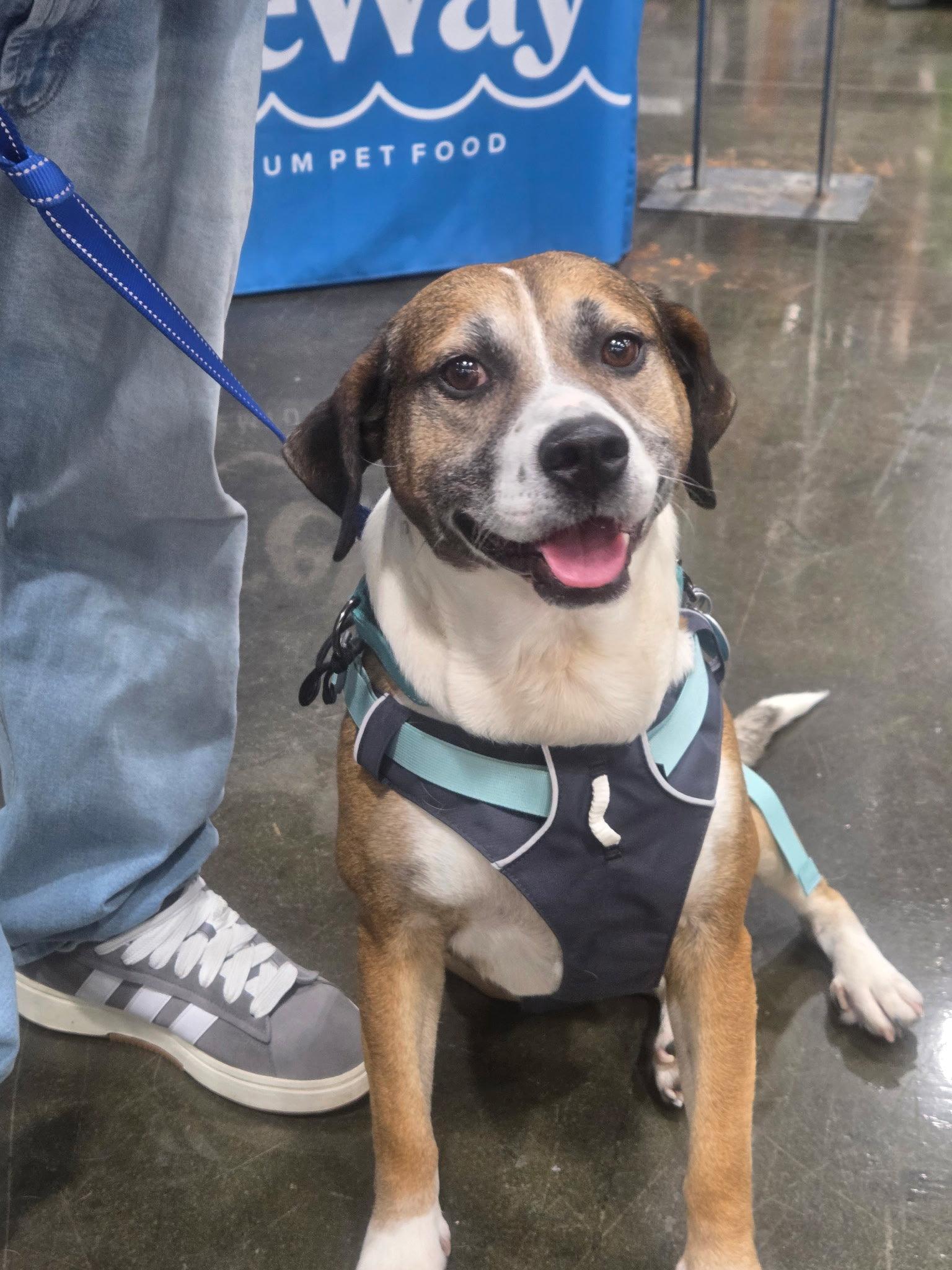 Luke, Adoptable, Adult Male German Shepherd Dog & Collie.