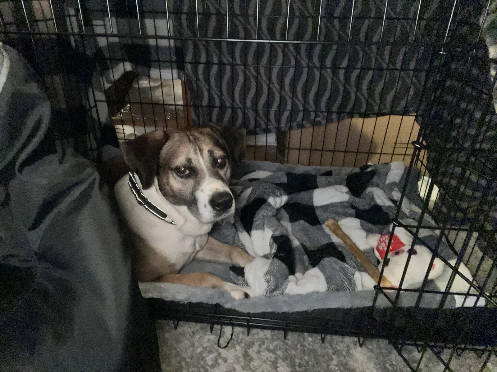 Luke, a Adoptable mixed breed in Norfolk, VA image 2/3