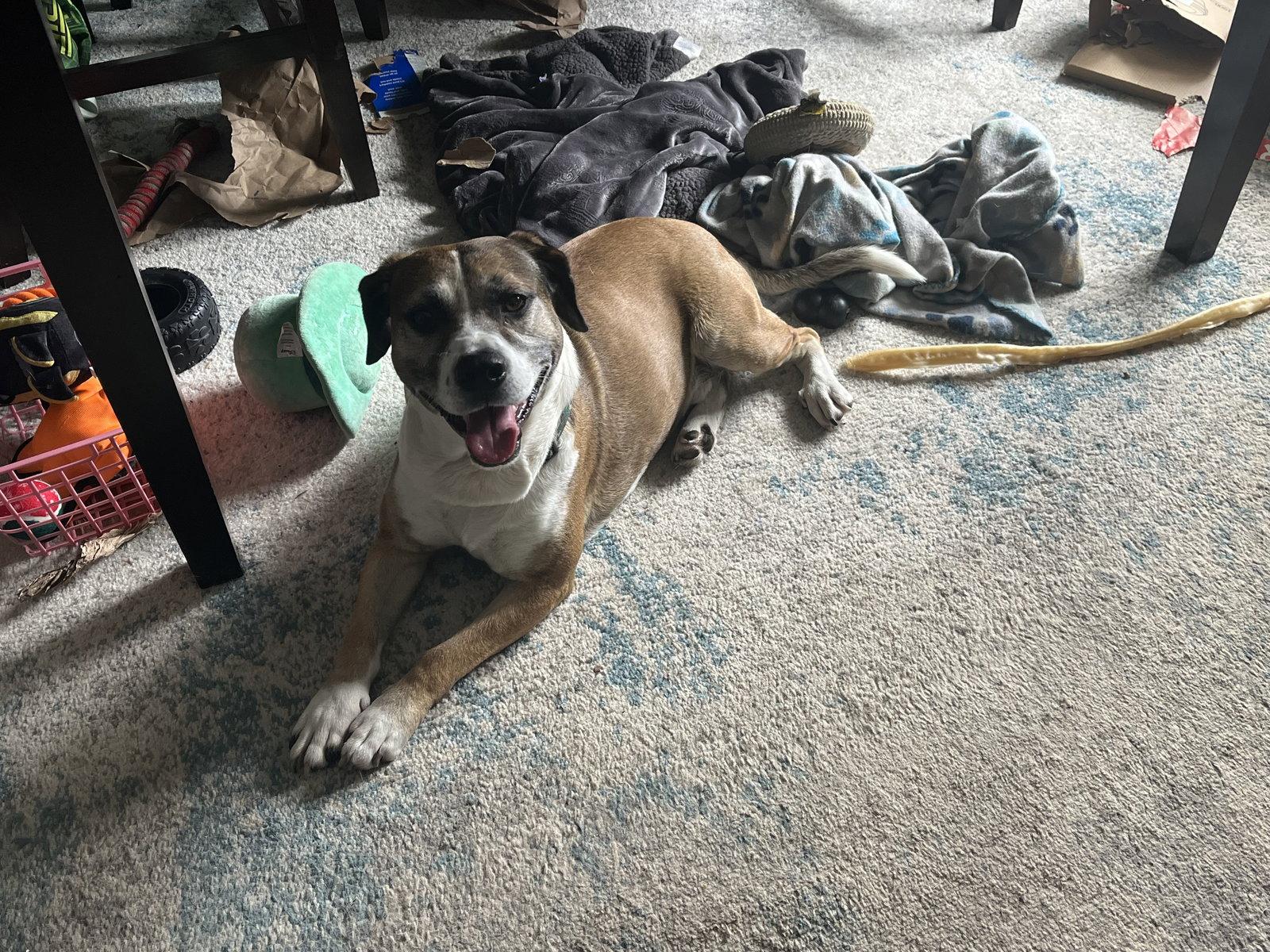 Luke, a Adoptable mixed breed in Norfolk, VA image 3/3