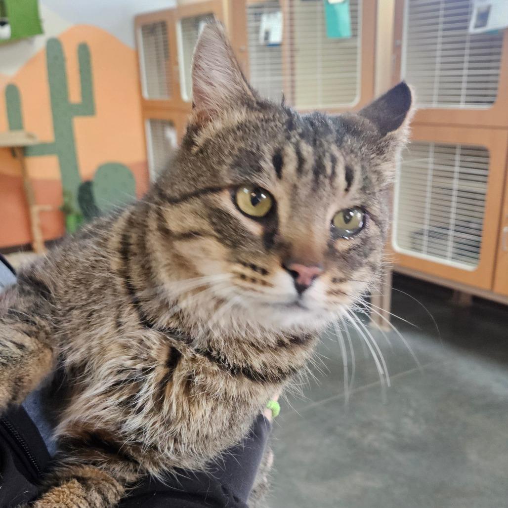 Mau, Adoptable, Adult Male Domestic Short Hair.
