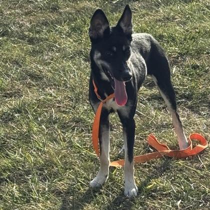 Bubbles, a Adoptable mixed breed in Washington, IA image 1/2