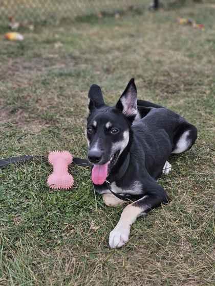 Bubbles, a Adoptable mixed breed in Washington, IA image 2/2