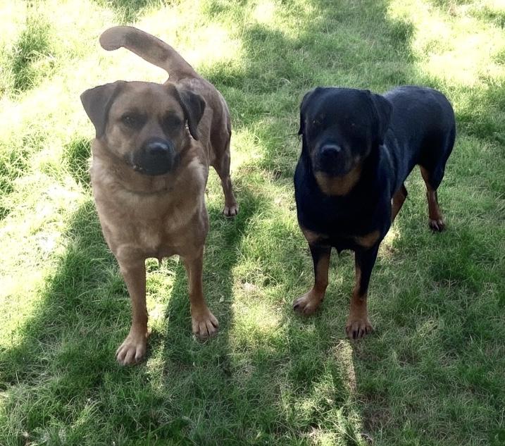 Enlarge HONEY, a Adoptable mixed breed image 3/4