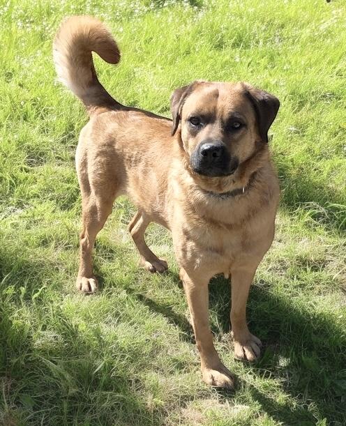 Enlarge HONEY, a Adoptable mixed breed image 1/4