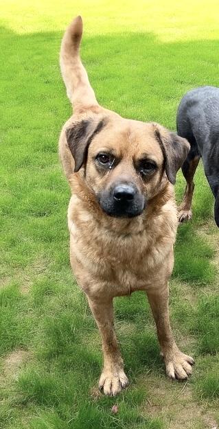 Enlarge HONEY, a Adoptable mixed breed image 2/4