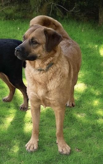 Enlarge HONEY, a Adoptable mixed breed image 4/4