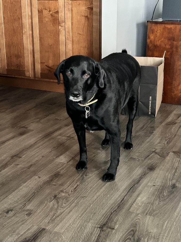 Gordy, Adoptable, Adult Male Black Labrador Retriever.