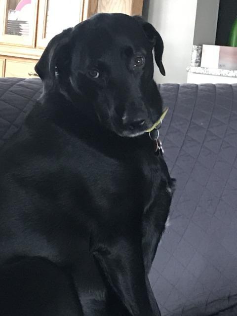 Gordy, a Adoptable Black Labrador Retriever in Fayetteville, AR image 2/2