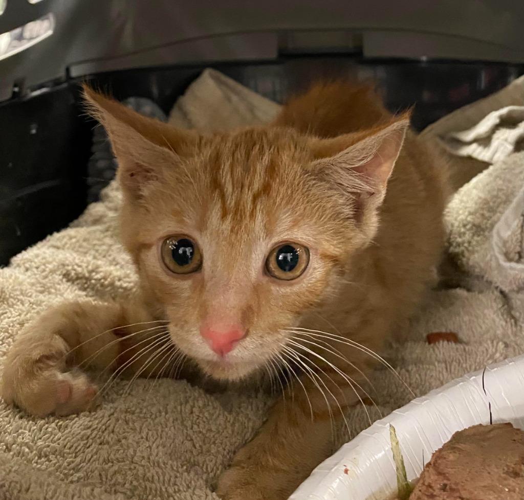 Sadie, Adoptable, Young Female Domestic Short Hair.