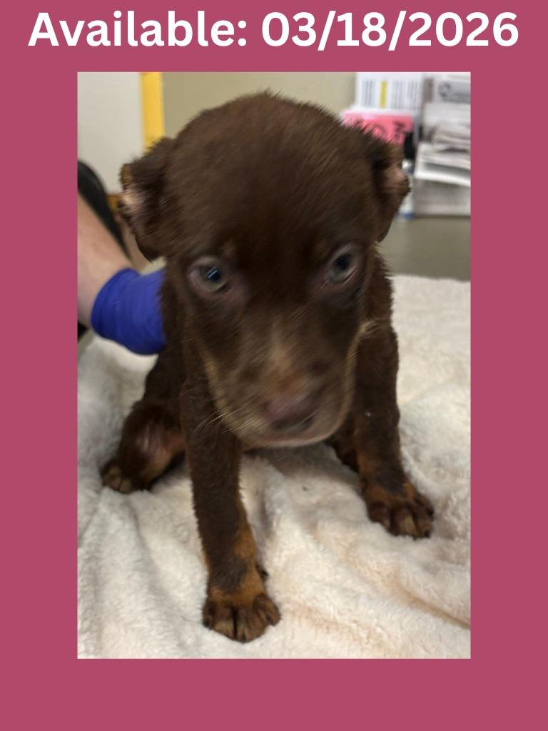 Enlarge Dog Kennel #15, a Adoptable mixed breed in Greenville, TX image 1/1