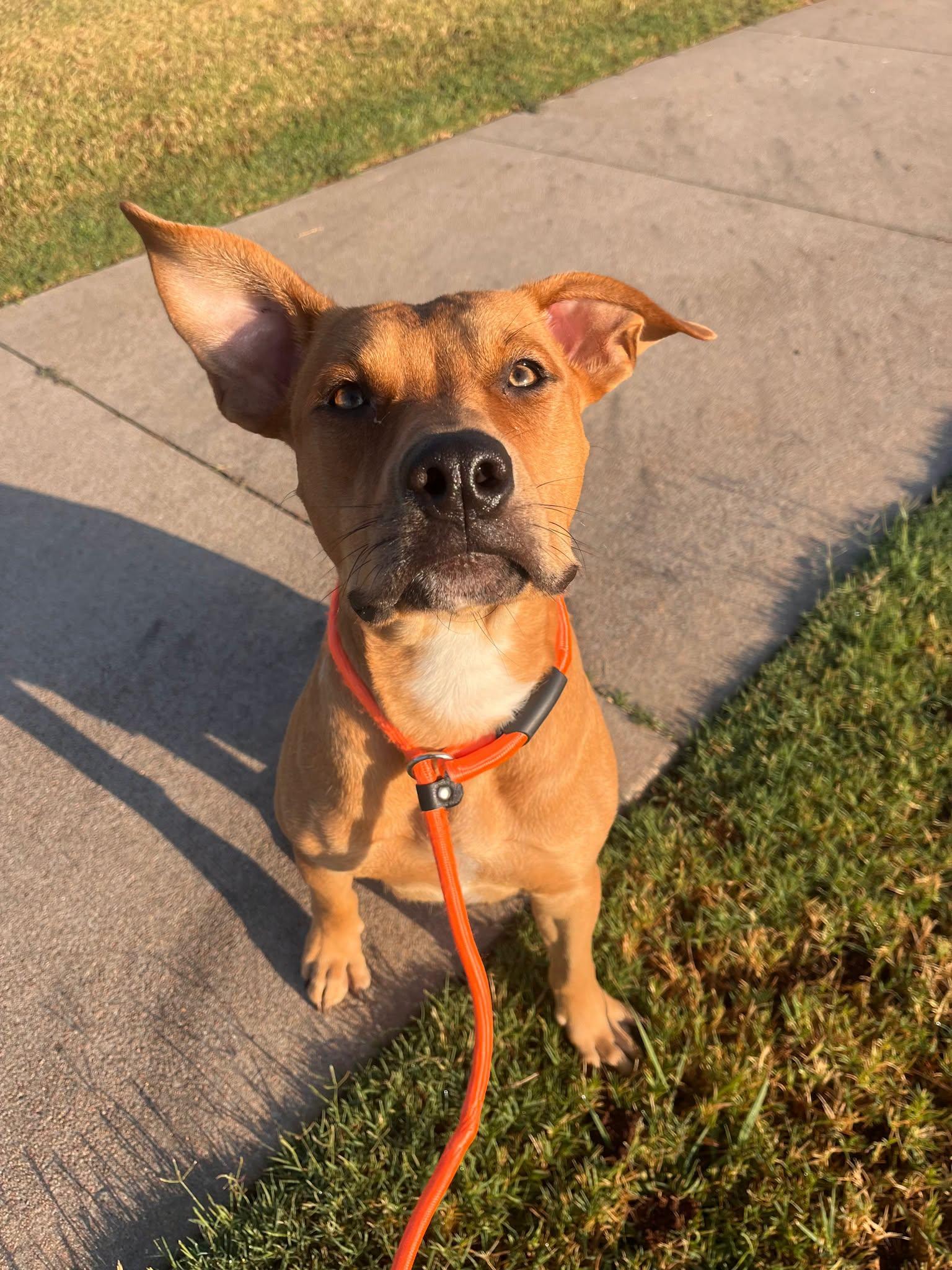 Lady, adopted, Young Female Boxer & Pit Bull Terrier.