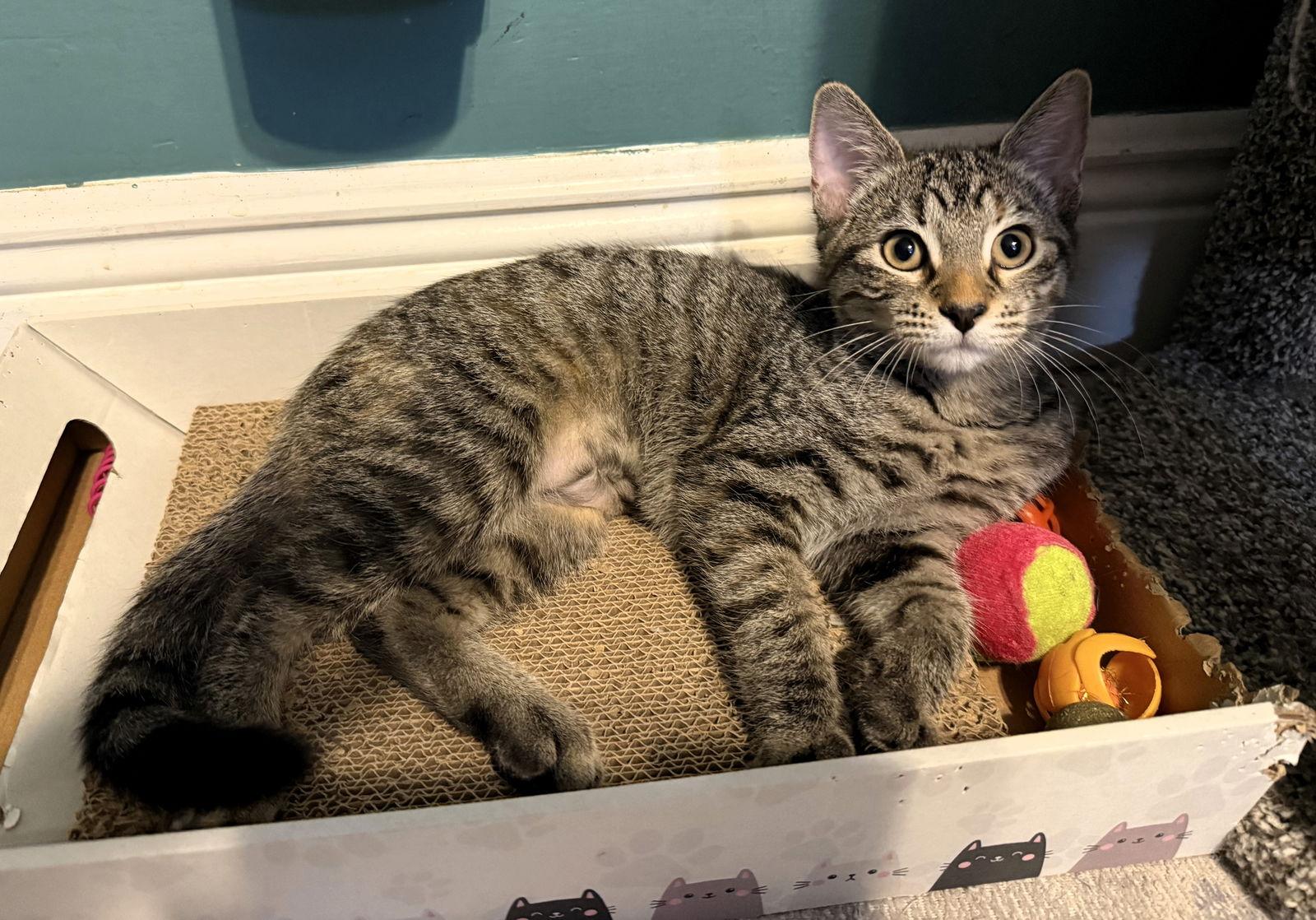 Enchilada, Adoptable, Kitten Female Tabby & Tortoiseshell.